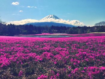 Pink flowers blooming on field