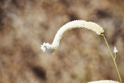 Close-up of frozen plant