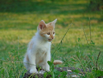 Close-up of cat sitting on grass