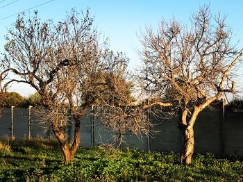 Trees against clear sky