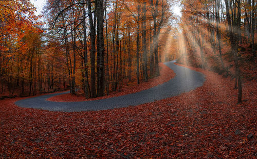 Road amidst trees in forest during autumn