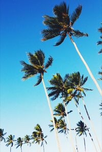 Low angle view of palm trees against blue sky