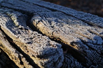 Frozen wood