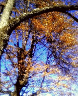 Low angle view of trees during autumn