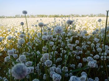 Close-up of flowering plants on field against sky