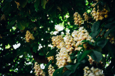 Close-up of white flowering plants in park