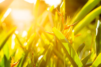 Close-up of yellow crop growing in field