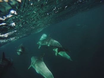 Fish swimming in sea