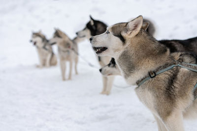 Dogs standing on snow covered land