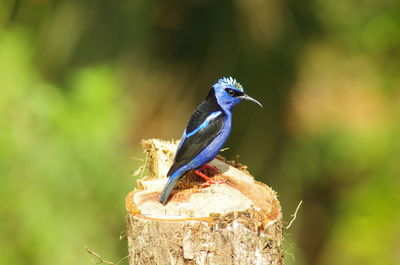 Close-up of bird perching on wood