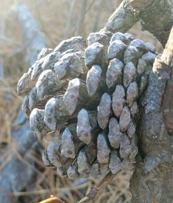 High angle view of shells on rock