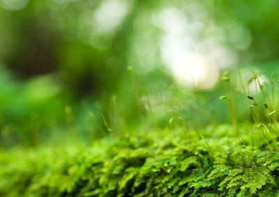 Full frame shot of plants growing on field