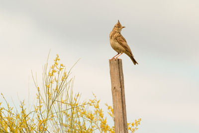 Low angle view of bird perching on wooden post