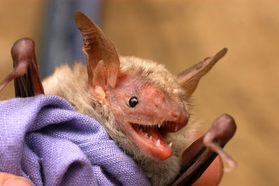 Close-up of hand feeding