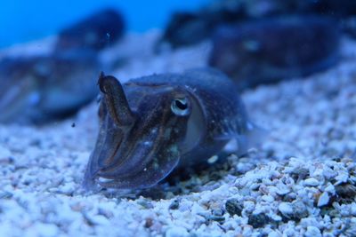 Close-up of fish swimming in sea