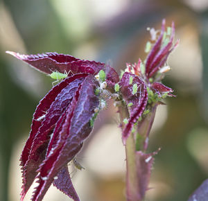 Close-up of purple flower