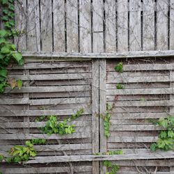 Full frame shot of wooden wall and ivy