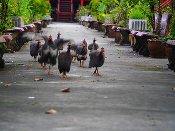 View of birds on footpath