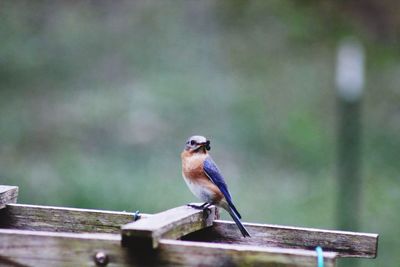 Close-up of bird perching on wood