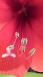 Close-up of red flower