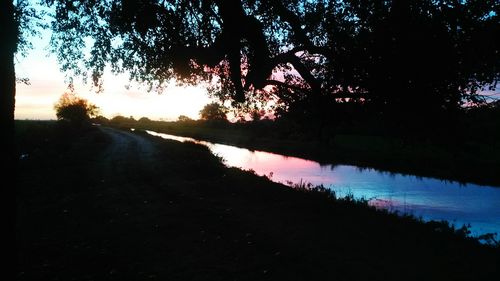 Silhouette of trees at sunset