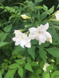 Close-up of white flowers blooming outdoors