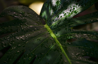 Full frame shot of wet plants during rainy season