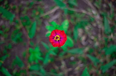 High angle view of red flowering plant