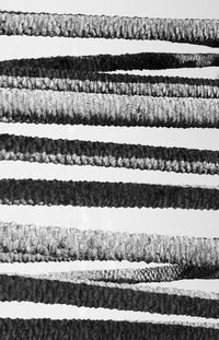 Horizontal view of palm tree bark in black and white