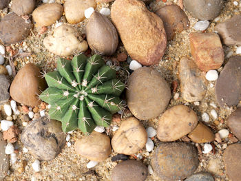 High angle view of pebbles