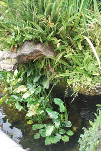 Close-up of fresh green plants in water