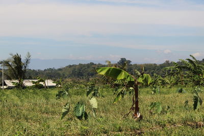 Scenic view of field against sky