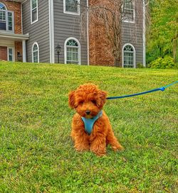 Portrait of dog on field