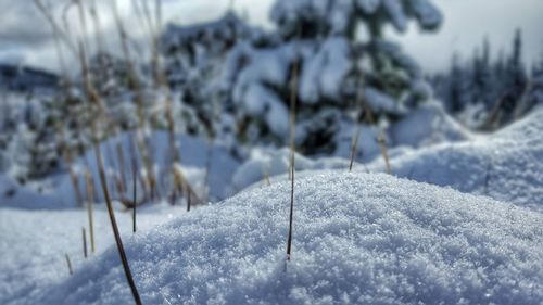 Close-up of snow on field
