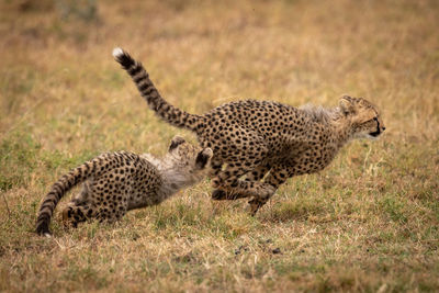 Family of cheetah playing on field