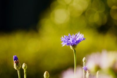 Close-up of purple flowering plant on field