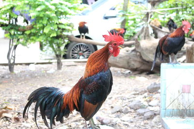 Ducks in a farm