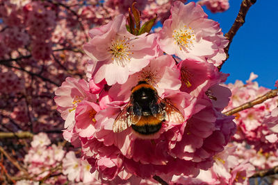 Close-up of bee pollinating on pink flower