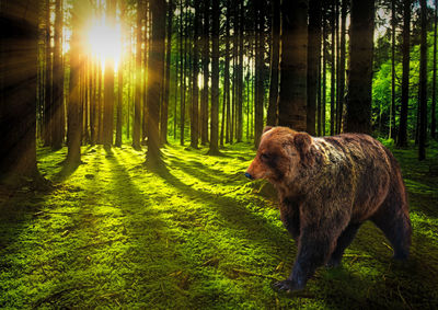 The big bear in the woods at sunset