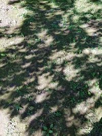 High angle view of shadow on field