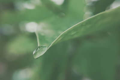 Close-up of water drop on leaf