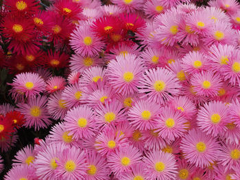 Full frame shot of purple flowering plants