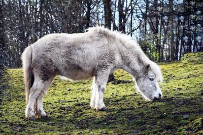 Sheep grazing in a field