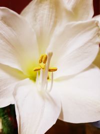 Close-up of day lily blooming outdoors