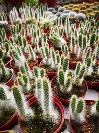 High angle view of cactus plants