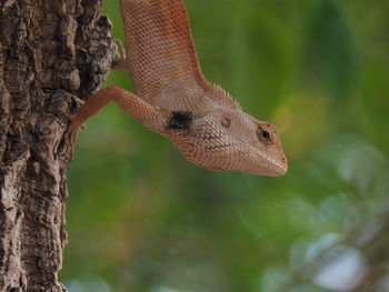 Close-up of a lizard on tree trunk