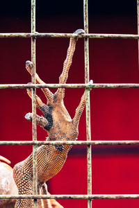 Close-up of chameleon in cage at zoo