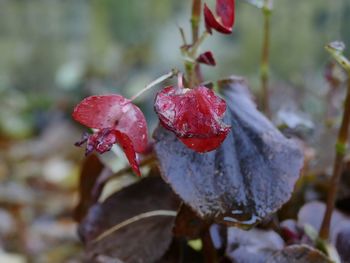 Close-up of red berries on plant during winter