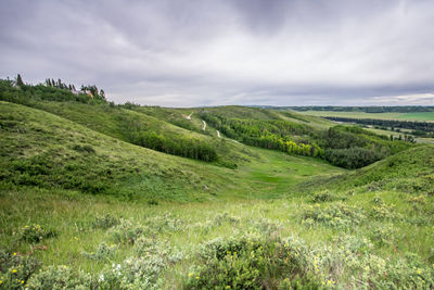 Scenic view of field against sky