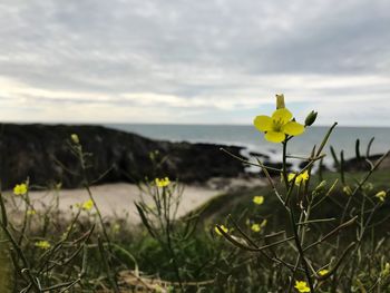 Yellow flowers growing on field against sky